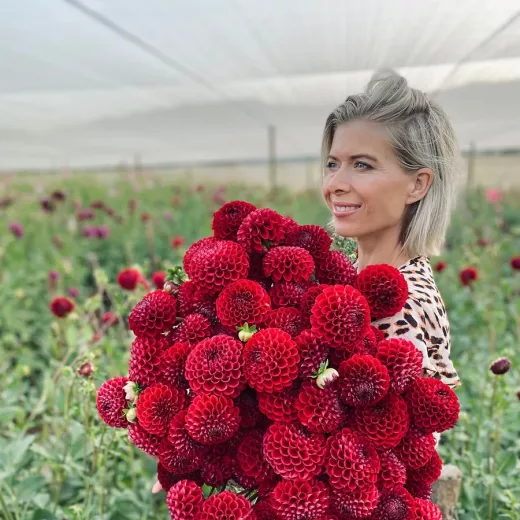 dahlia red ball