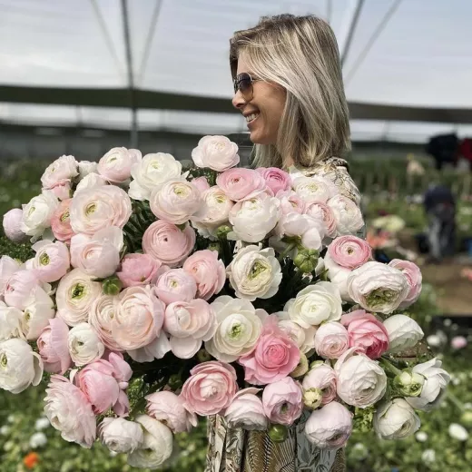 Ranunculus Blush