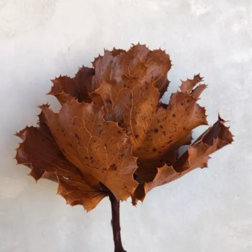 Hakea Terracotta