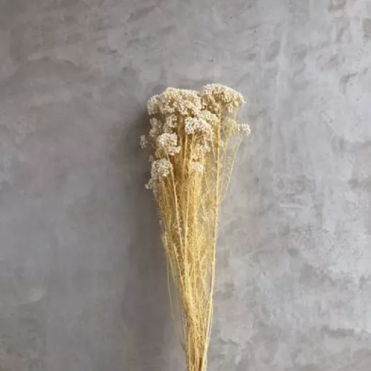 Rice Flower Bleached