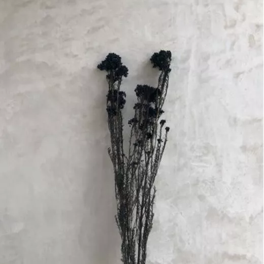 Rice Flower Black