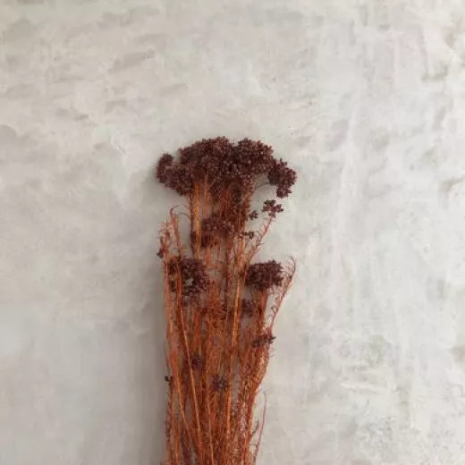 Rice Flower - Terracotta