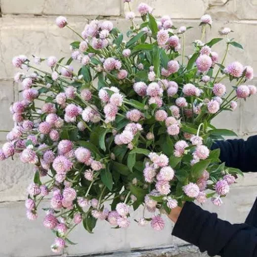 Gomphrena Blush Pink