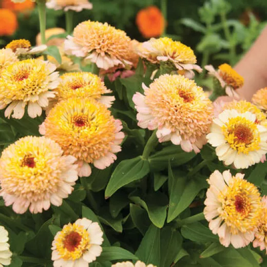 Zinnia Zinderella Peach