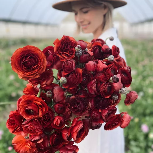 Italian Cioccolato Ranunculus