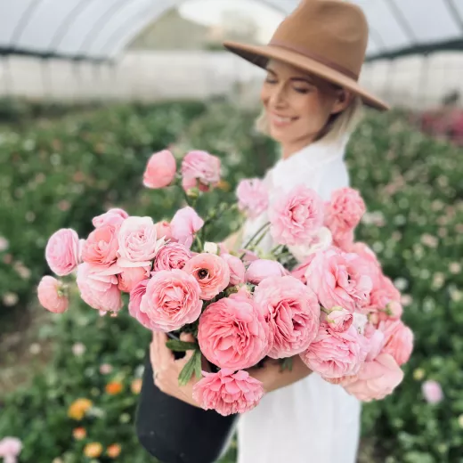 Italian Pastello Ranunculus