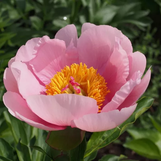 Peony Root - Soft Salmon Saucer