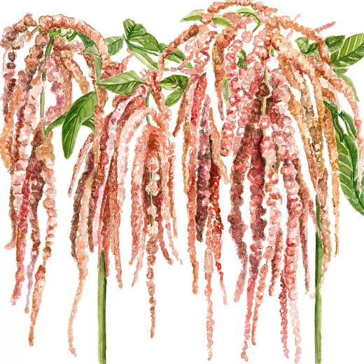 	Amaranthus Coral Fountains