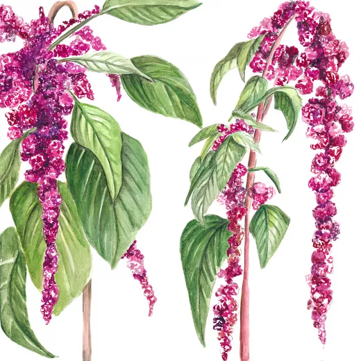 Amaranthus Dreadlocks