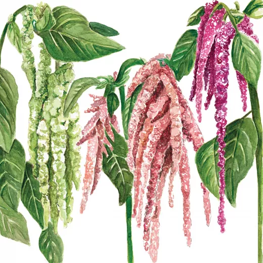 	Amaranthus Hanging Mix