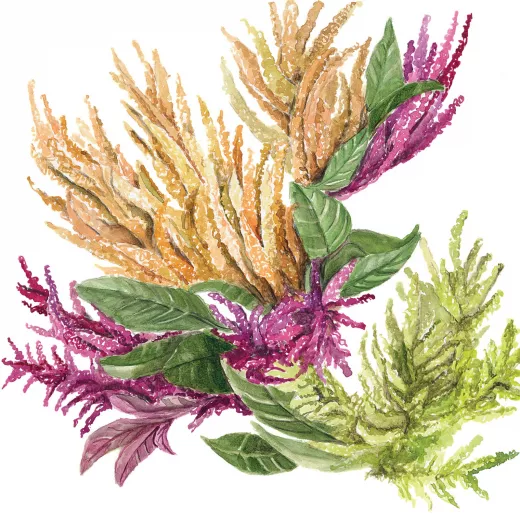 Amaranthus Upright Mix