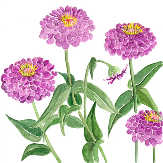 	Benary's Giant Zinnia Lavender