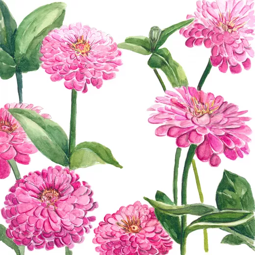 	Benary's Giant Zinnia Bright Pink