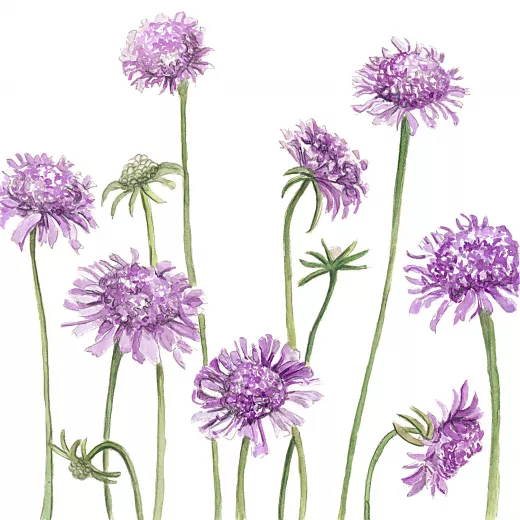 	Scabiosa Oxford blue