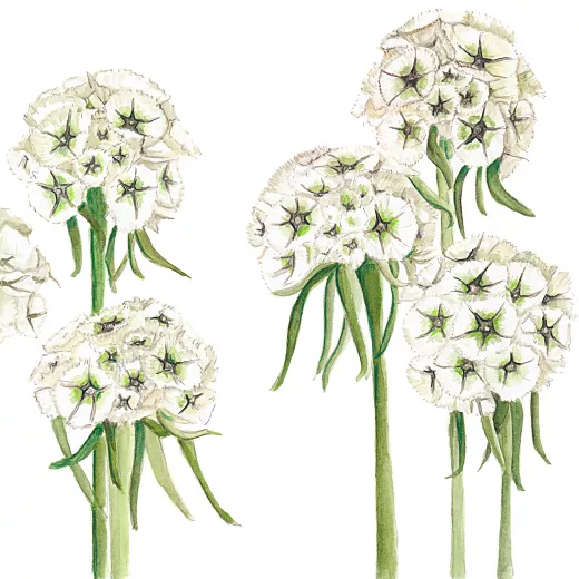 Scabiosa Stellata Starflower