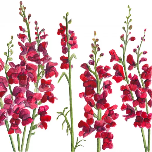 	Snapdragon Potomac Crimson