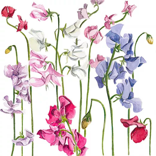 	Sweet Pea Winter Elegance Mix