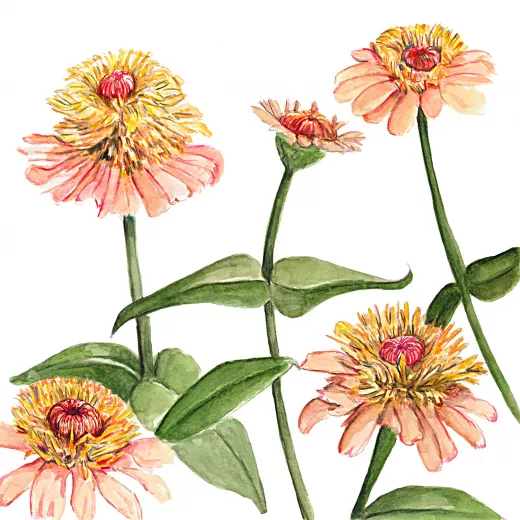 	Zinnia Zinderella Peach