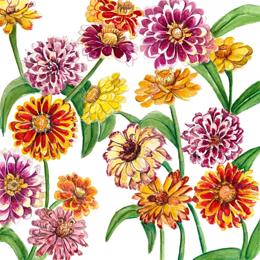 	Zinnia Jazzy Mix