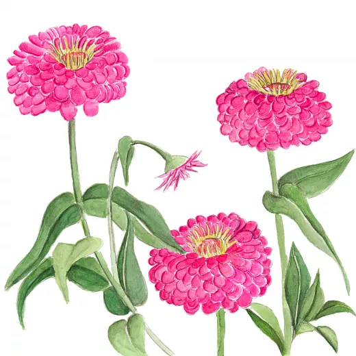 	Benary’s Giant Carmine Rose Zinnias