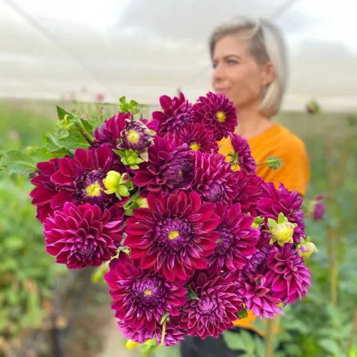 Dahlia Plum Balls