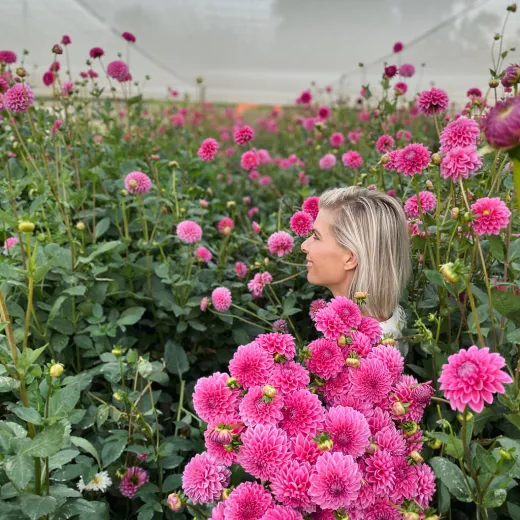 Sandra Hot Pink Dahlia Balls