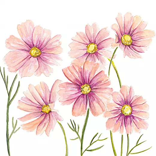 Cosmos Apricotta