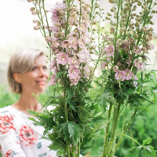 Delphiniums Lilac Pink