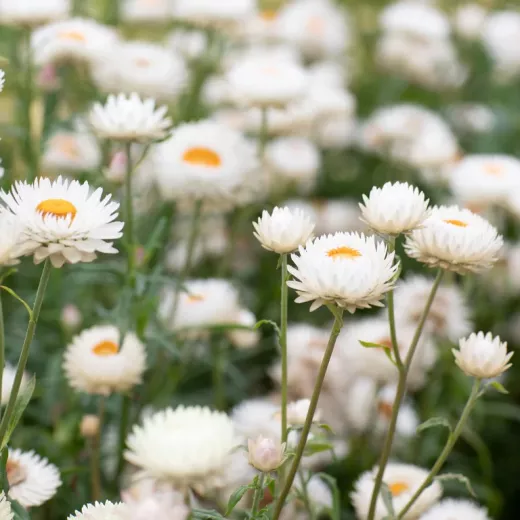 Giant Strawflower White