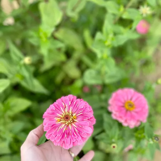 Benary's Giant Zinnia Bright Pink