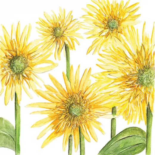 Helianthus Double Quick Orange