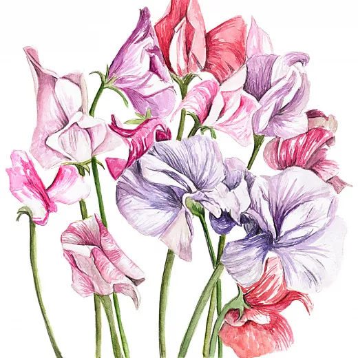 Sweet Pea Streamers Mix