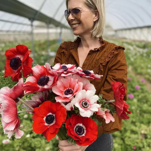 Anemone Red and White Stripes 