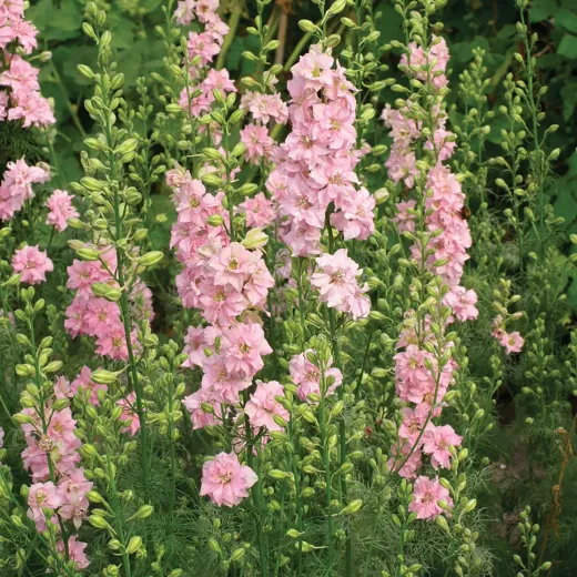 Larkspur Pink