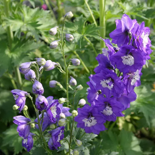 Larkspur Purple