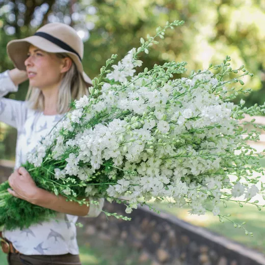 Larkspur White