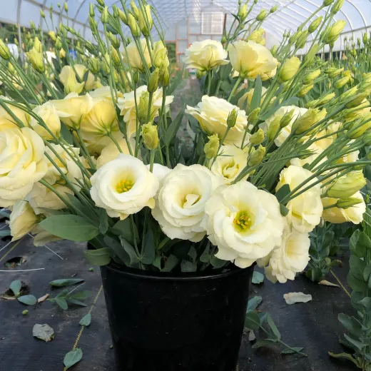 Lisianthus Cream