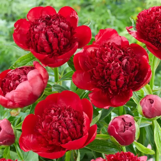 Red Charm Peony