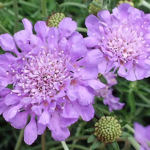 Scabiosa Lilac