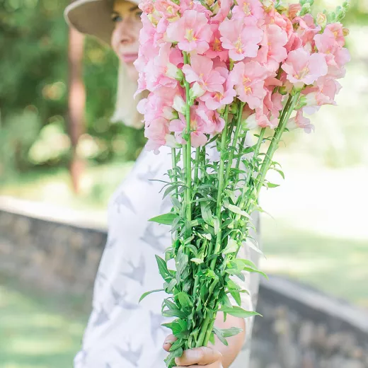 Snapdragon Chantilly Pink