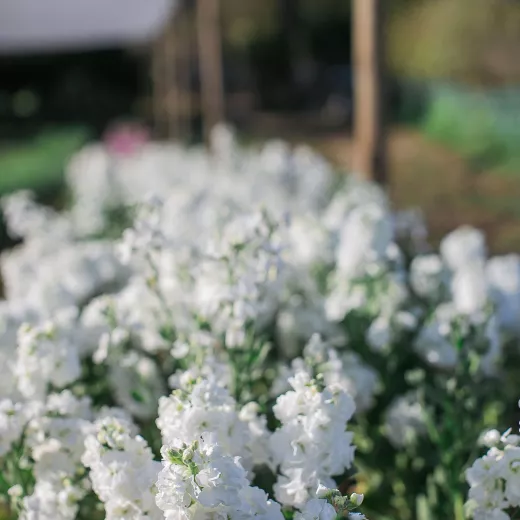 Stocks Matthiola White