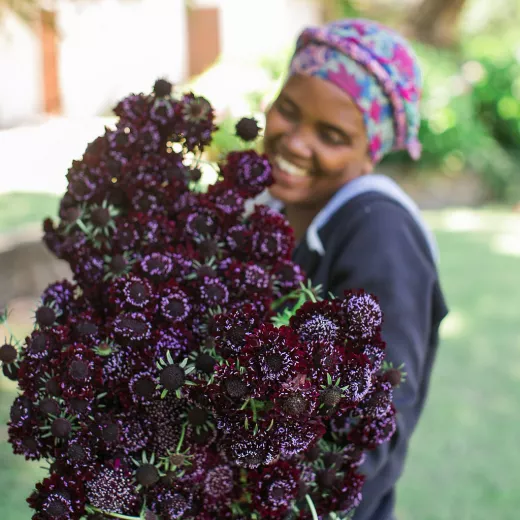 Scabiosa Burgundy Black