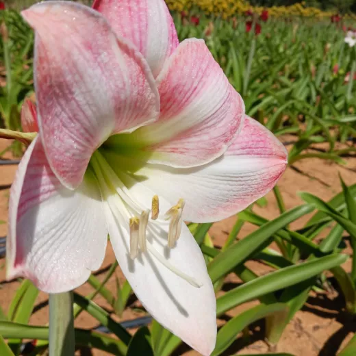 Amaryllis Apple Blossom