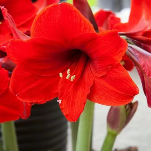 Amaryllis Mon Cherie