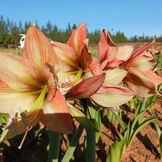 Amaryllis Mocca