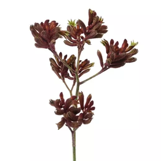 Kangaroo Paws Burgundy  