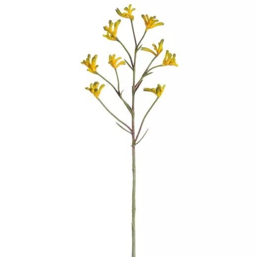 Kangaroo Paw Yellow