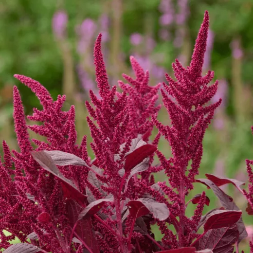 Amaranthus Velvet Curtains.webp