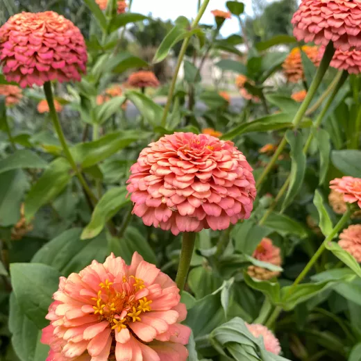 Oklahoma Salmon Zinnia.webp