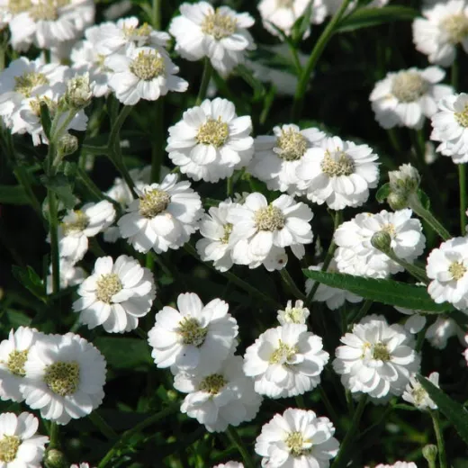 Pearl Yarrow White